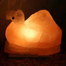 Camel Salt Lamp 7