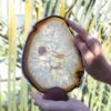Natural Agate Plate J432 1 Natural Agate Plate J432-1 | Himalayan Salt Factory