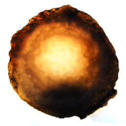 Agate Night Lights J871 | Himalayan Salt Factory