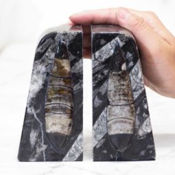 Ancient Fossil Orthoceras Bookends | Himalayan Salt Factory