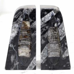 Ancient Fossil Orthoceras Bookends | Himalayan Salt Factory