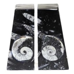 Ancient Fossil Orthoceras Bookends - Ammonite | Himalayan Salt Factory