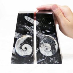 Ancient Fossil Orthoceras Bookends - Ammonite | Himalayan Salt Factory