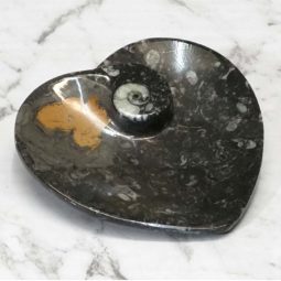 Ancient Fossil Orthoceras Heart Plate | Himalayan Salt Factory