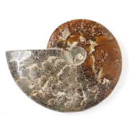 Natural Ammonite Fossil DS1540 | Himalayan Salt Factory