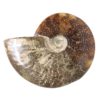 Natural Ammonite Fossil DS1541 | Himalayan Salt Factory