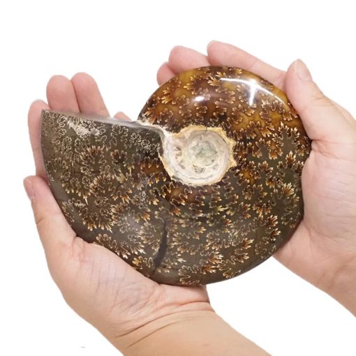 Natural Ammonite Fossil DS1542 | Himalayan Salt Factory