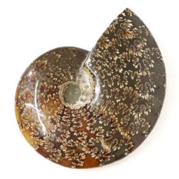 Natural Ammonite Fossil DS1543 | Himalayan Salt Factory