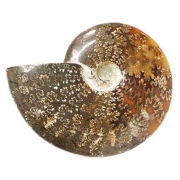 Natural Ammonite Fossil DS1543 | Himalayan Salt Factory
