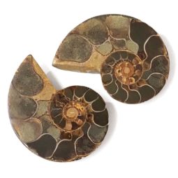 Natural Ammonite Fossil Pairs DS1539 | Himalayan Salt Factory