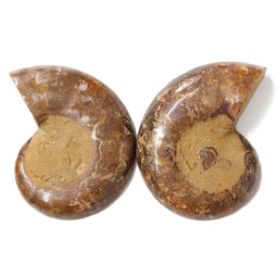 0.59kg Natural Ammonite Fossil Pairs DS1539 6 Natural Ammonite Fossil Pairs DS1539 | Himalayan Salt Factory