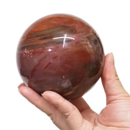 Natural Fossil Wood Polished Sphere DS1532 | Himalayan Salt Factory