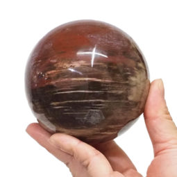 Natural Fossil Wood Polished Sphere DS1534 | Himalayan Salt Factory