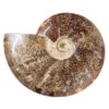Natural Large Ammonite Fossil DS1538 | Himalayan Salt Factory