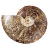 2.26kg Natural Large Ammonite Fossil DS1538 2 Natural Large Ammonite Fossil DS1538 | Himalayan Salt Factory