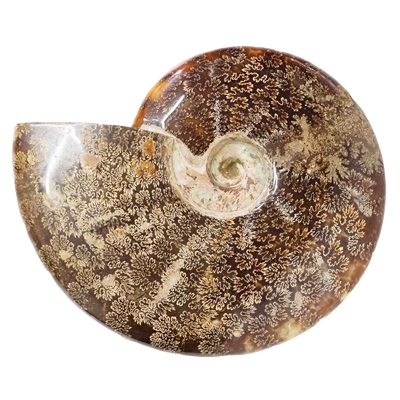 2.26kg Natural Large Ammonite Fossil DS1538 2 Natural Large Ammonite Fossil DS1538 | Himalayan Salt Factory