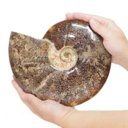 2.26kg Natural Large Ammonite Fossil DS1538 7 Natural Large Ammonite Fossil DS1538 | Himalayan Salt Factory