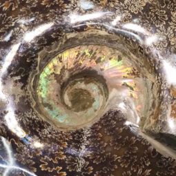 2.26kg Natural Large Ammonite Fossil DS1538 6 Natural Large Ammonite Fossil DS1538 | Himalayan Salt Factory