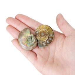 250g Natural Ammonite Fossil Pairs Parcel | Himalayan Salt Factory