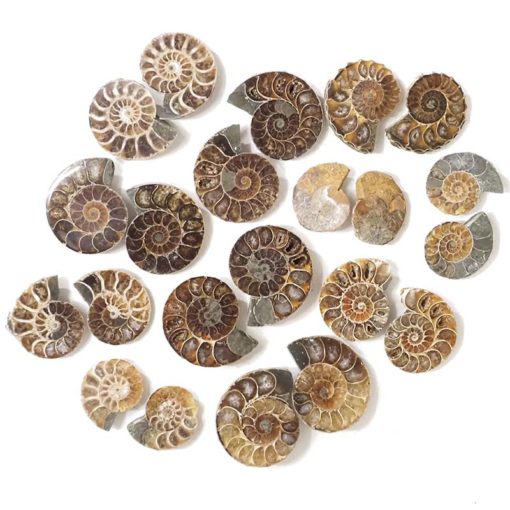 250g Natural Ammonite Fossil Pairs Parcel | Himalayan Salt Factory