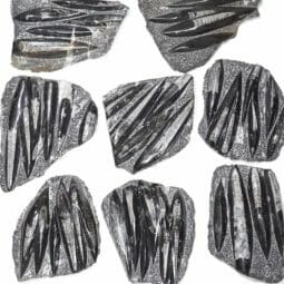 Fossilized Orthoceras Specimen | Himalayan Salt Factory