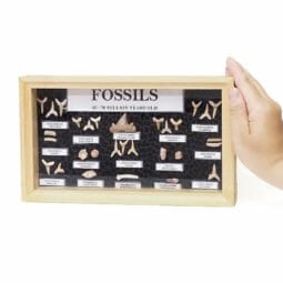 Shark & Marine Fossils Display Box | Himalayan Salt Factory