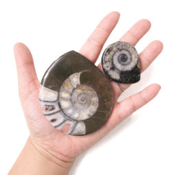 Ancient Fossil Ammonite 8 Pieces Parcel | Himalayan Salt Factory