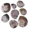Ancient Fossil Ammonite 8 Pieces Parcel | Himalayan Salt Factory