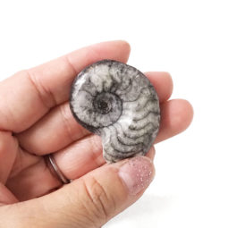Black Goniatite Fossil 10 Pieces Parcel | Himalayan Salt Factory
