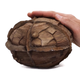 3.5kg Moroccan Septarian Nodule DS2615 5 Morocco-Setarian-Nodule-DS2615 | Crystal Factory