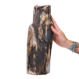 10.1kg Petrified Wood DS2875 5 Petrified Wood DS2875 | Crystal Factory