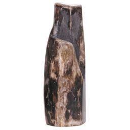 Petrified Wood DS2875 | Crystal Factory