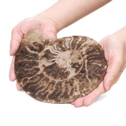 1.38kg Natural Choffaticeras Ammonites Pair DK1074 5 Natural Choffaticeras Ammonites Pair DK1074 | Crystal Factory