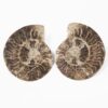 1.38kg Natural Choffaticeras Ammonites Pair DK1074 2 Natural Choffaticeras Ammonites Pair DK1074 | Crystal Factory
