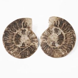 Natural Choffaticeras Ammonites Pair DK1074 | Crystal Factory