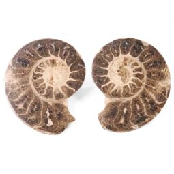 1.82kg Natural Choffaticeras Ammonites Pair DK1075 7 Natural Choffaticeras Ammonites Pair DK1075 | Crystal Factory