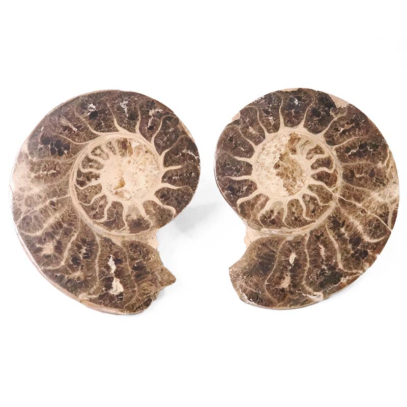 1.82kg Natural Choffaticeras Ammonites Pair DK1075 5 Natural Choffaticeras Ammonites Pair DK1075 | Crystal Factory