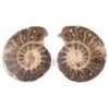 Natural Choffaticeras Ammonites Pair DK1075 | Crystal Factory