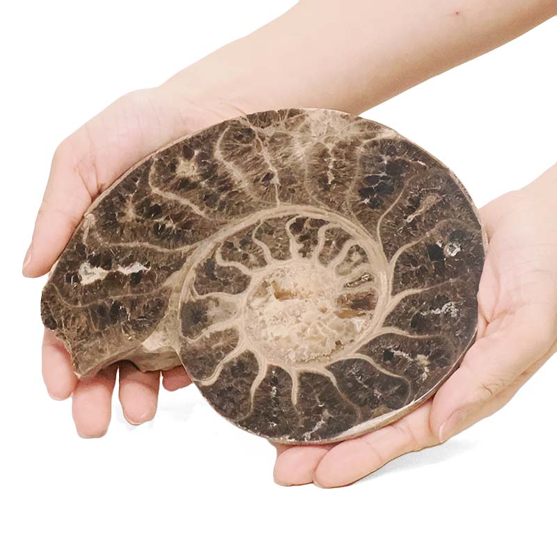 1.82kg Natural Choffaticeras Ammonites Pair DK1075 4 Natural Choffaticeras Ammonites Pair DK1075 | Crystal Factory