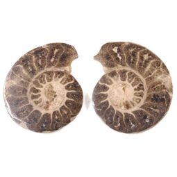 Natural Choffaticeras Ammonites Pair DK1075 | Crystal Factory