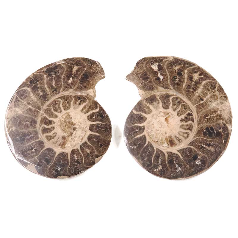 1.82kg Natural Choffaticeras Ammonites Pair DK1075 3 Natural Choffaticeras Ammonites Pair DK1075 | Crystal Factory