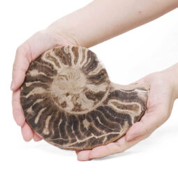 Natural Choffaticeras Ammonites Pair DK1076 | Crystal Factory