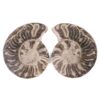 Natural Choffaticeras Ammonites Pair DK1076 | Crystal Factory