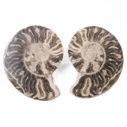 Natural Choffaticeras Ammonites Pair DK1076 | Crystal Factory