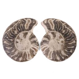 Natural Choffaticeras Ammonites Pair DK1076 | Crystal Factory