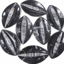 Ancient Fossil Orthoceras 2 Sided Bowl | Crystal Factory
