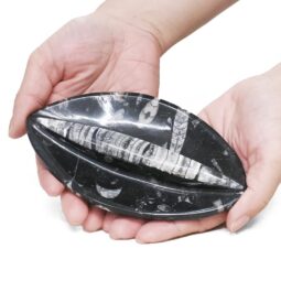 Ancient Fossil Orthoceras 2 Sided Bowl | Crystal Factory