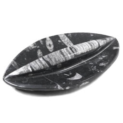 Ancient Fossil Orthoceras 2 Sided Bowl | Crystal Factory