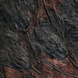 Crinoid Fossil Plate | Crystal Factory