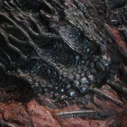 Crinoid Fossil Plate | Crystal Factory
